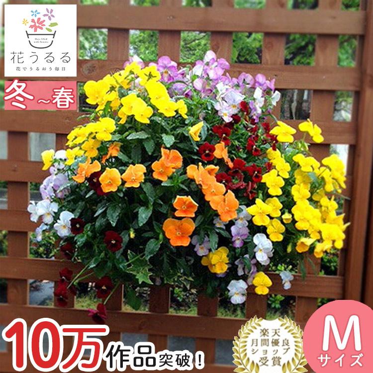 売り尽くし／ビオラのハンギングバスケット 花うるる 寄せ植え