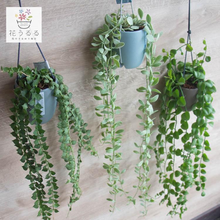 長さ50cm以上／「ディスキディアのハンギングポット」ミリオンハート