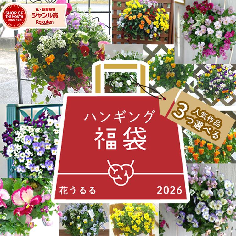 1/31まで＼3作品選べる／「ハンギング寄せ植え福袋2025」Mサイズ  