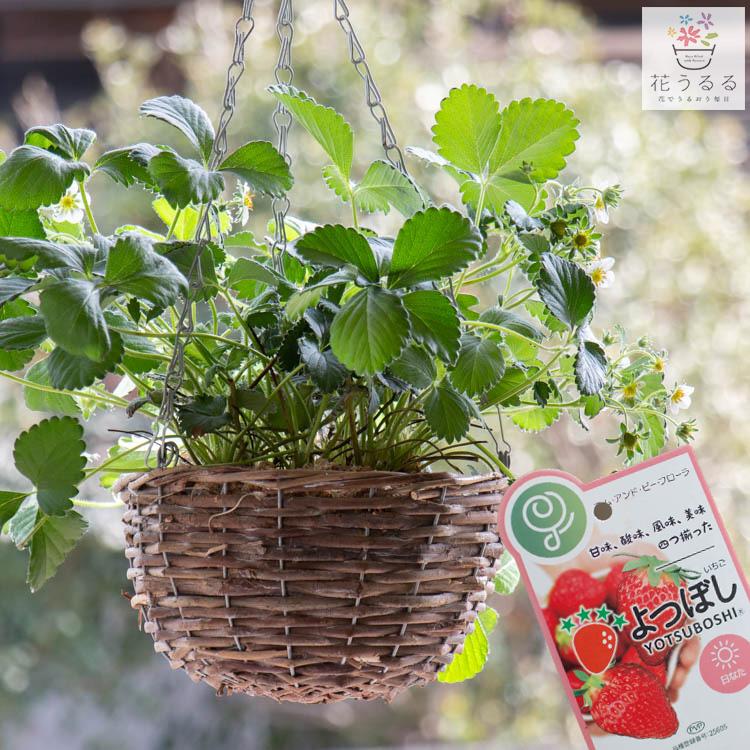 いちごバスケット 小さないちご農園／花うるる「いちご『よつぼし』の吊りカゴ寄せ植え