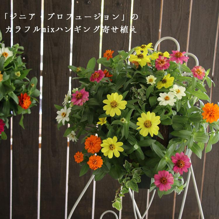花うるるのハンギング寄せ植え お中元 ジニア プロフュージョン カラフルmix シンプル10株植え 百日草 寄せ植え 夏 フラワー ギフト 秋 ハンギングバスケット 玄関