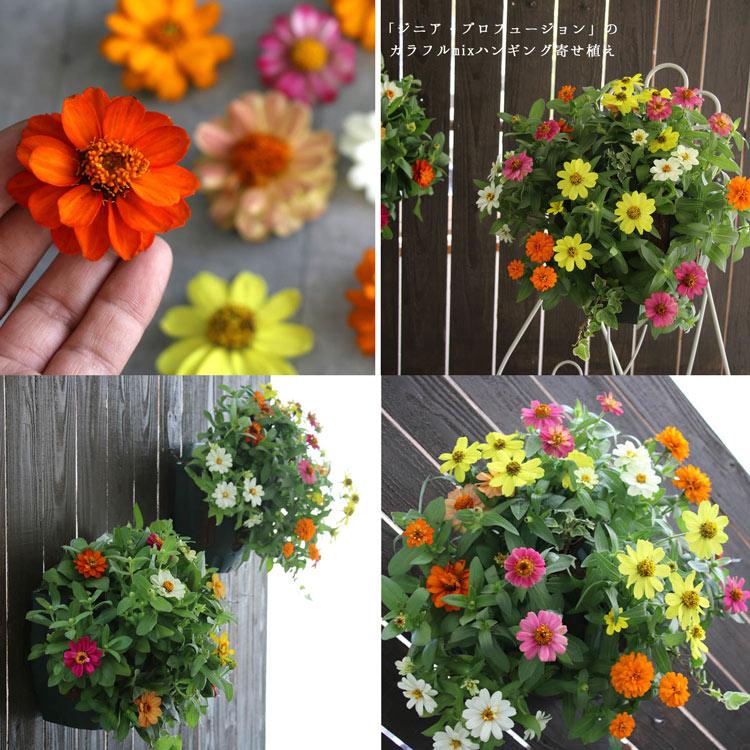 flower 花うるるのハンギング寄せ植え ジニア・プロフュージョン