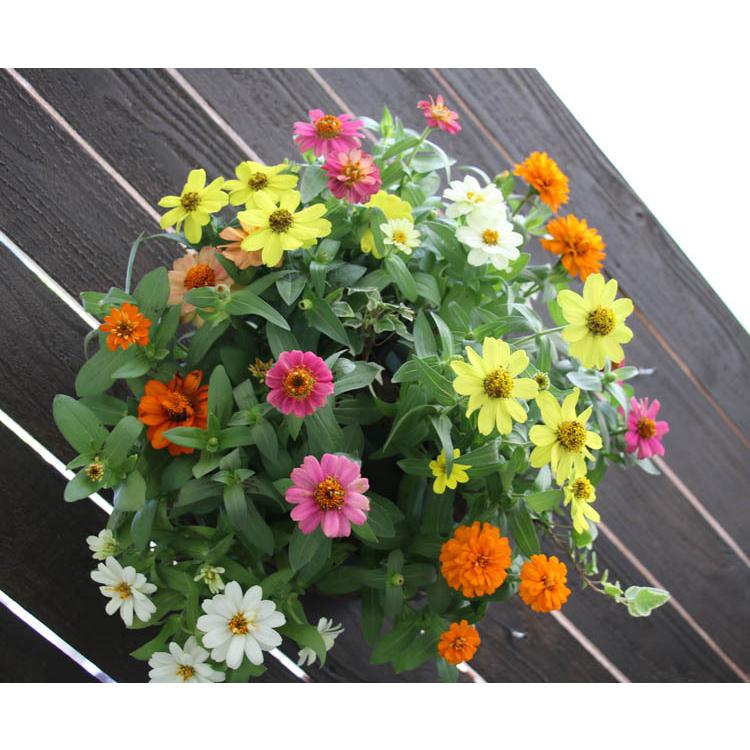 花うるるのハンギング寄せ植え お中元 ジニア プロフュージョン カラフルmix シンプル10株植え 百日草 寄せ植え 夏 フラワー ギフト 秋 ハンギングバスケット 玄関