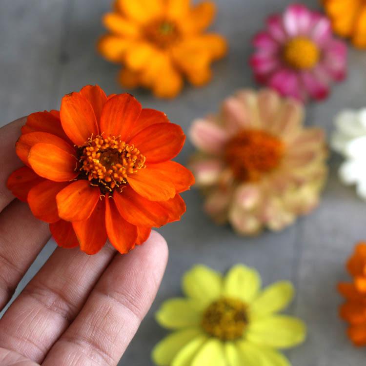 花うるるのハンギング寄せ植え お中元 ジニア プロフュージョン カラフルmix シンプル10株植え 百日草 寄せ植え 夏 フラワー ギフト 秋 ハンギングバスケット 玄関