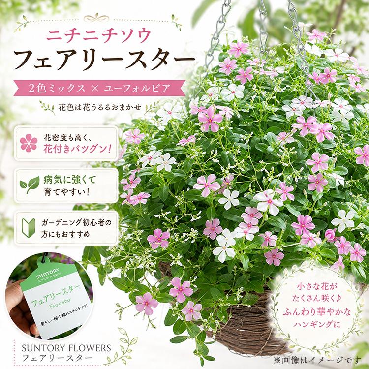 在庫限り特別価格／ 2色の小花が次々咲く 花うるる ハンギング 寄せ