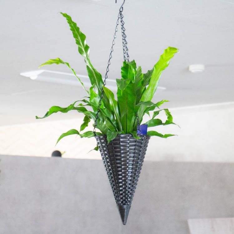 観葉植物 吊り下げ 寄せ植え 『シマオオタニワタリ A』( 花うるる