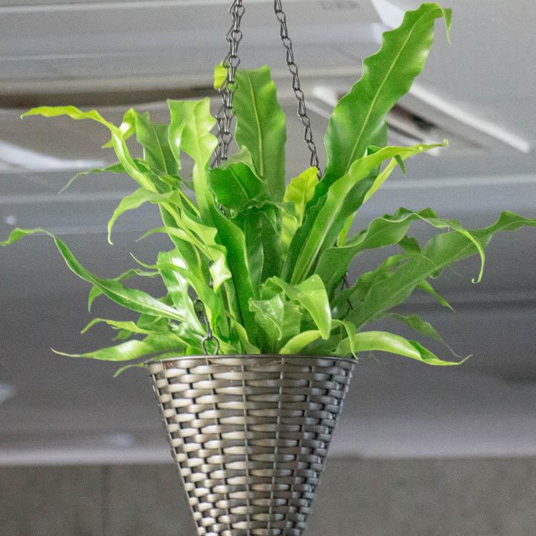 観葉植物 吊り下げ 寄せ植え 『シマオオタニワタリ A』( 花うるる