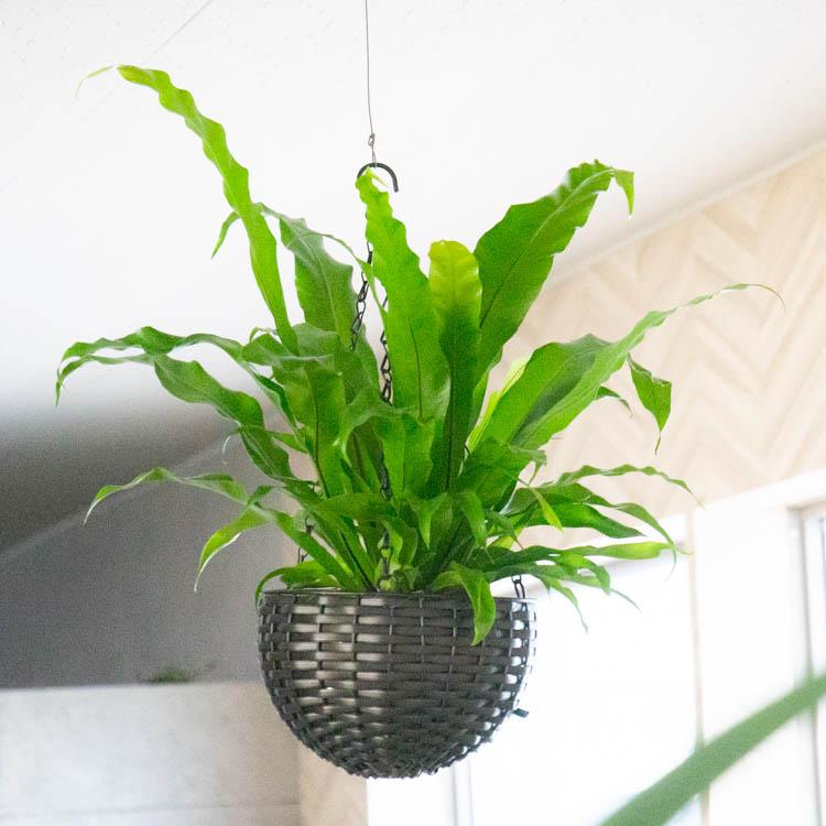 観葉植物 吊り下げ 寄せ植え 『シマオオタニワタリ B』( 花うるる