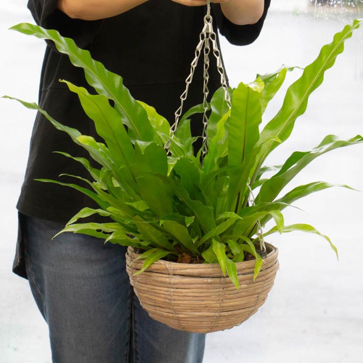 観葉植物 吊り下げ 寄せ植え 『シマオオタニワタリ C』( 花 観葉植物 吊り下げ 寄せ植え 『シマオオタニワタリ C』( 花