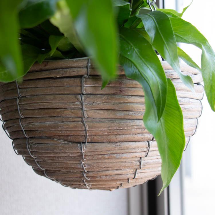 観葉植物 吊り下げ 寄せ植え 『シマオオタニワタリ C』( 花 観葉植物 吊り下げ 寄せ植え 『シマオオタニワタリ C』( 花