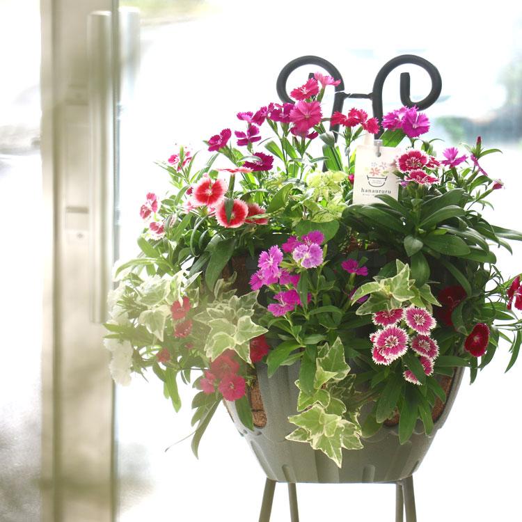 なでしこの ハンギングバスケット 寄せ植え[カラフルMIX] M