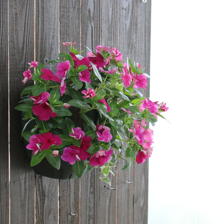 花うるるのハンギング寄せ植え ニチニチソウ バーガンディ シンプル10株植え 開花期 ５ 11月 ビンカ 寄せ植え 夏 ギフト フラワー 玄関 ガーデニング セット Hb Nichi Bargandy 花うるる ハンギング 寄せ植え通販 通販 Yahoo ショッピング