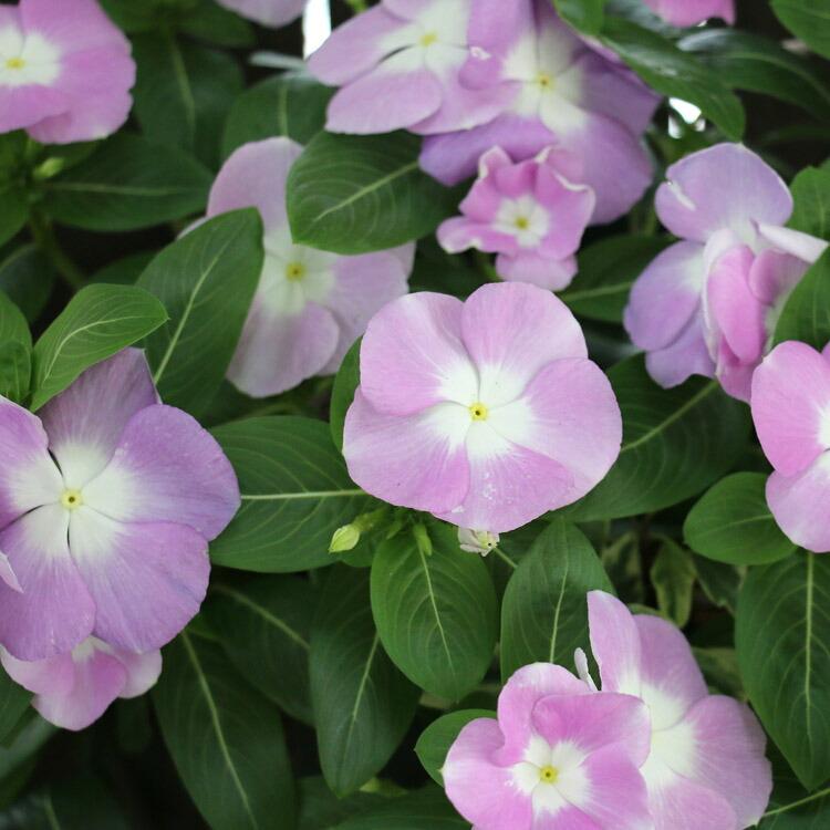 flower 花うるる ハンギング 寄せ植え 日日草 [ラベンダー](シンプル10