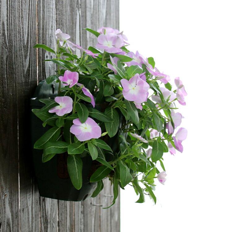 flower 花うるる ハンギング 寄せ植え 日日草 [ラベンダー](シンプル10