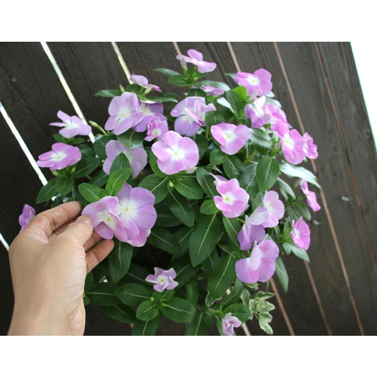 flower 花うるる ハンギング 寄せ植え 日日草 [ラベンダー](シンプル10