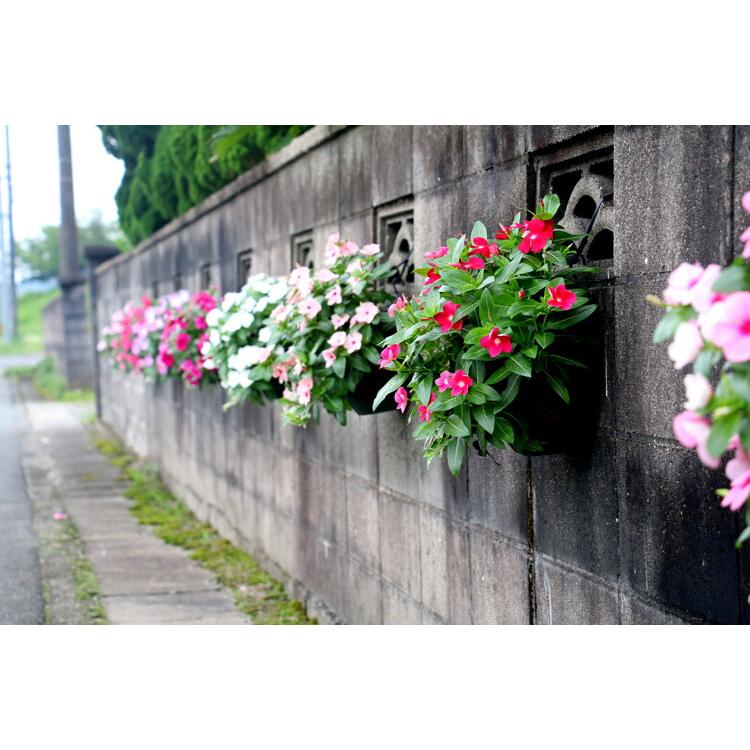 flower 花うるる ハンギング 寄せ植え 日日草 [ローズ](シンプル10株