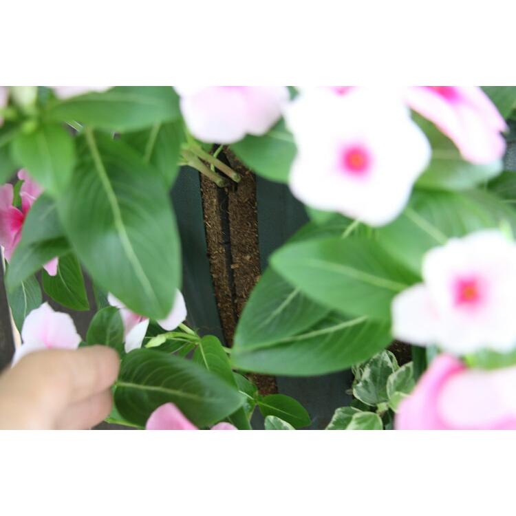 flower 花うるる ハンギング 寄せ植え 日日草 [ストロベリー](シンプル