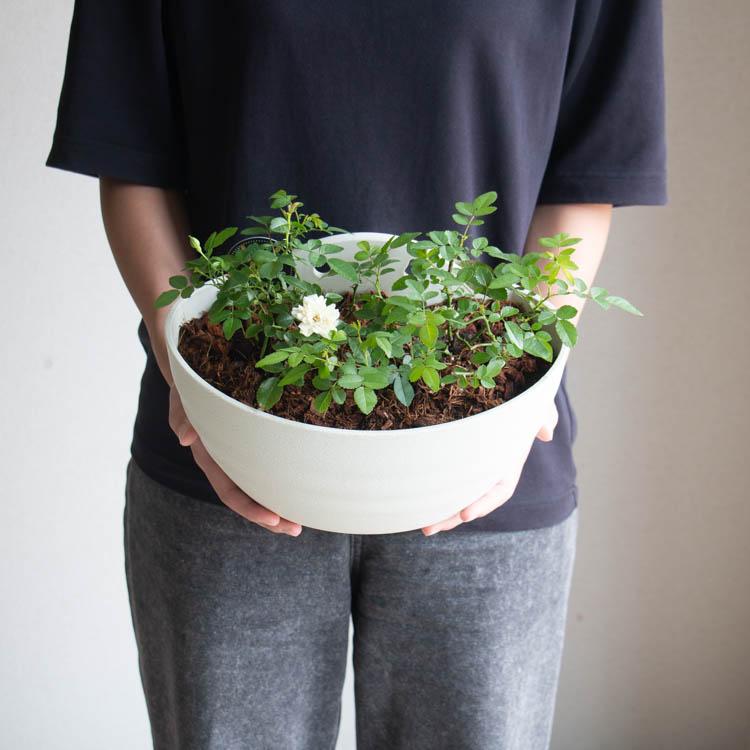 多年草だから来年も咲くコスパ◎／ミニバラのハンギング寄せ植え