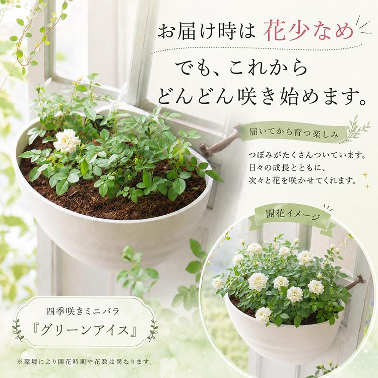 多年草だから来年も咲くコスパ◎／ミニバラのハンギング寄せ植え