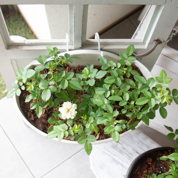 多年草だから来年も咲くコスパ◎／ミニバラのハンギング寄せ植え
