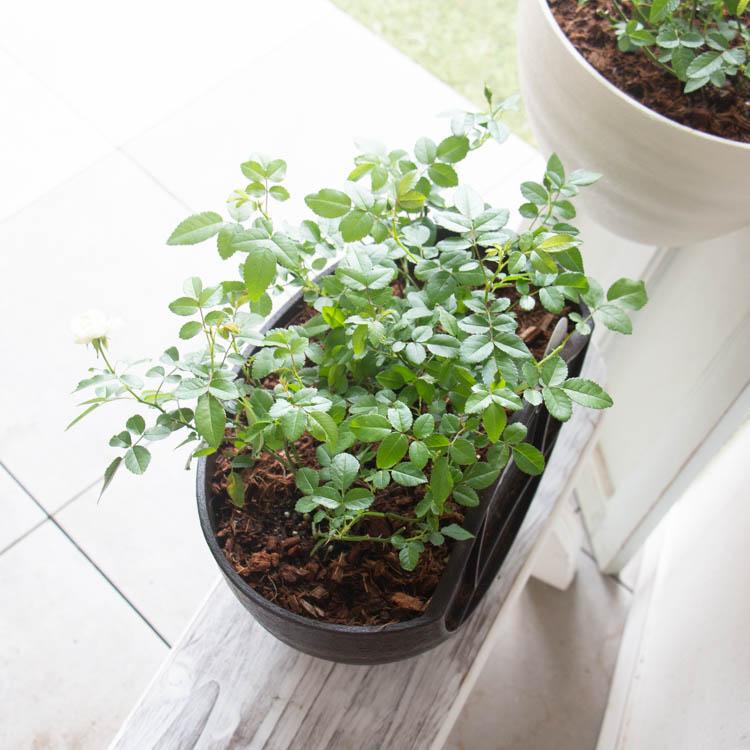 多年草だから来年も咲くコスパ◎／ミニバラのハンギング寄せ植え