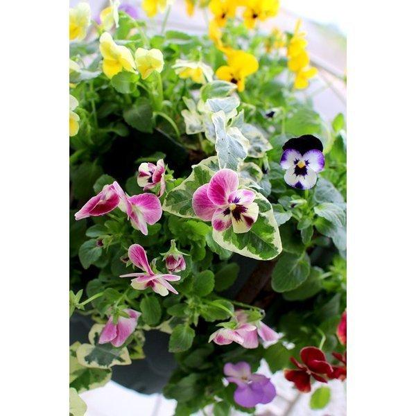 花うるるのパンジー ビオラのハンギングバスケット寄せ植え おまかせミックス 開花期 11月 4月 ハンギング 寄せ植え 秋 冬 セット ギフト 花 フラワー Hb Oma Panvio 花うるる ハンギング 寄せ植え通販 通販 Yahoo ショッピング