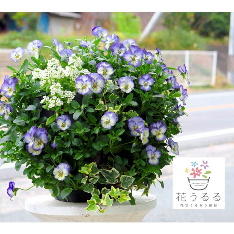 flower 『数量限定・売り尽くし』ビオラのハンギングバスケット寄せ