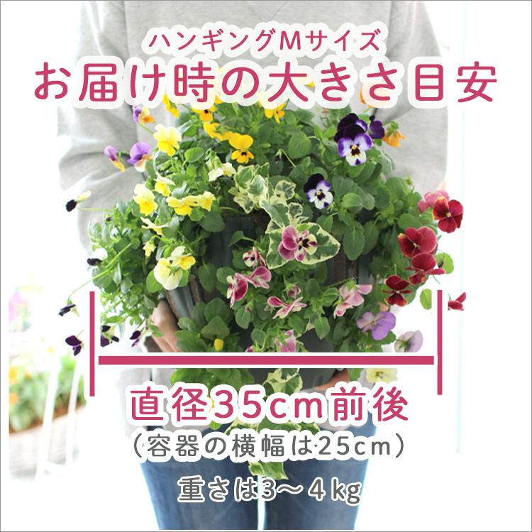 ペチュニアのハンギング 花うるる 寄せ植え [ライム (シンプル](セット