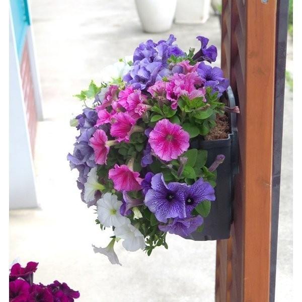 ペチュニアのハンギング寄せ植え パステル シンプル 寄せ植え 苗 セット ギフト 花 寄植え 鉢植え 壁掛け ハンギング 春 夏 通販 Hb Petyu Pas16 花うるる ハンギング 寄せ植え通販 通販 Yahoo ショッピング
