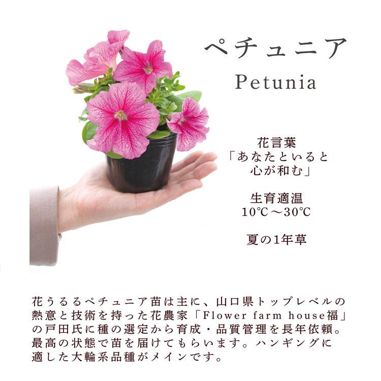 ペチュニアのハンギング寄せ植え パステル シンプル 寄せ植え 苗 セット ギフト 花 寄植え 鉢植え 壁掛け ハンギング 春 夏 通販 Hb Petyu Pas16 花うるる ハンギング 寄せ植え通販 通販 Yahoo ショッピング