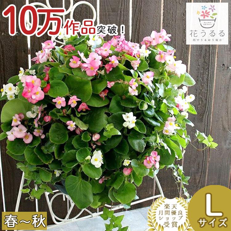 Lサイズ ベゴニアのハンギング寄せ植え ピーチ プレミアム 玄関 寄せ植え セット ギフト 花 玄関 寄植え 鉢植え 壁掛け ハンギング 春 夏 通販 Hb Pre Bego Peach 花うるる ハンギング 寄せ植え通販 通販 Yahoo ショッピング