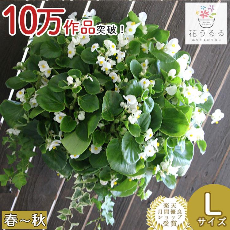 寄せ植え　花　ぱるるページ Lサイズ』ベゴニアのハンギング 寄せ植え [ホワイト・プレミアム]鑑賞