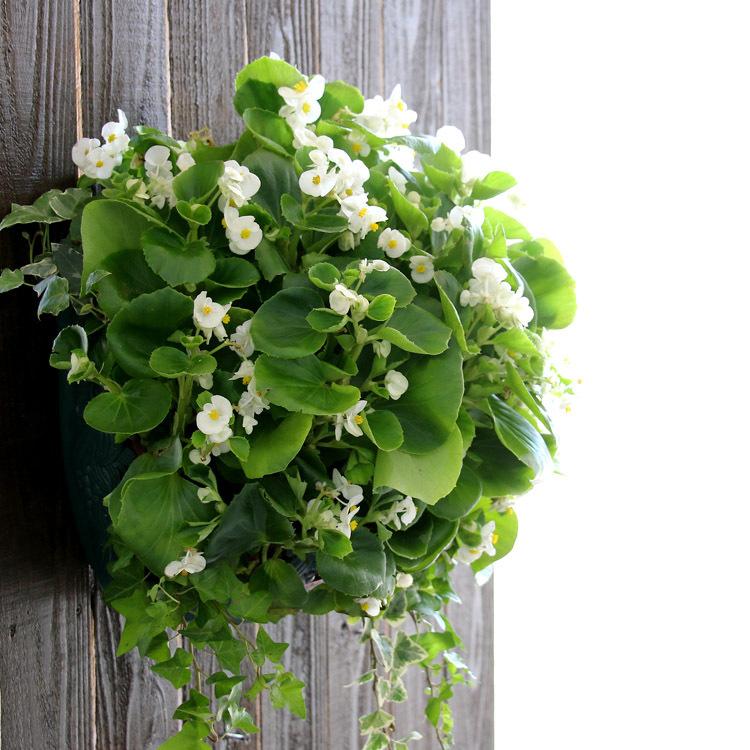 有名な ベゴニアのハンギング寄せ植え ホワイト シンプル 開花期間 春から晩秋まで 玄関 寄せ植え セット ギフト 花 鉢植え 壁掛け ハンギング 春 夏 通販 Globescoffers Com