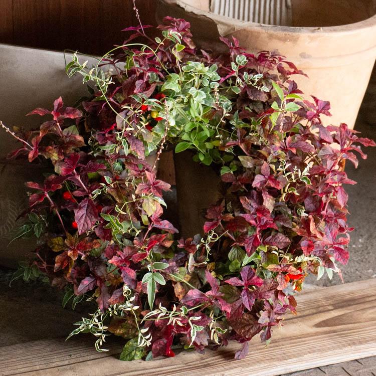 秋色リーフのシックなリース寄せ植え 秋のお庭にぴったり！寄せ植え