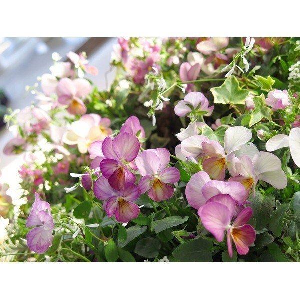 成長するフラワーリース パンジー ビオラの寄せ植え ピンクアンティーク リング Lサイズ Rig Bio Sa2 ハンギング 寄せ植え 秋 冬 セット ギフト Hb Ring Bibipigyaza 花うるる ハンギング 寄せ植え通販 通販 Yahoo ショッピング