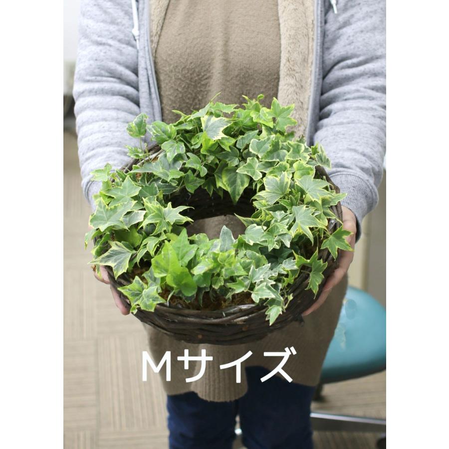 ロングアイビーのナチュラル リング Lサイズ 室内 屋外 ご自宅用 プレゼントに ジャングルインテリア リース 玄関 ヘデラ 苗 蔦 ツタ 観葉植物 誕生日 Hb Ris Aibi L 花うるる ハンギング 寄せ植え通販 通販 Yahoo ショッピング
