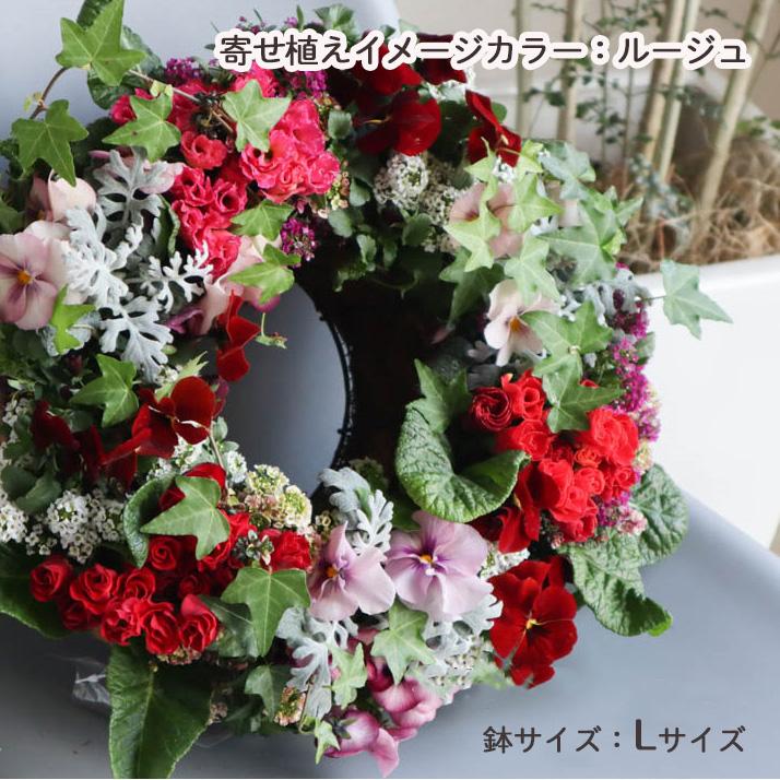 花うるる リース 寄せ植え [アレンジ Lサイズ] おまかせ&オーダーメイド(セット ギフト 花 鉢 寄植え 鉢植え 壁掛け ハンギングバスケット プレゼント｜hanaururu｜07