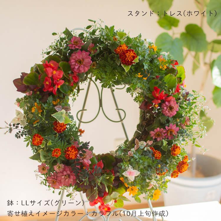 花うるる おまかせ／「季節の寄せ植えinアレンジリースLLサイズ」完成