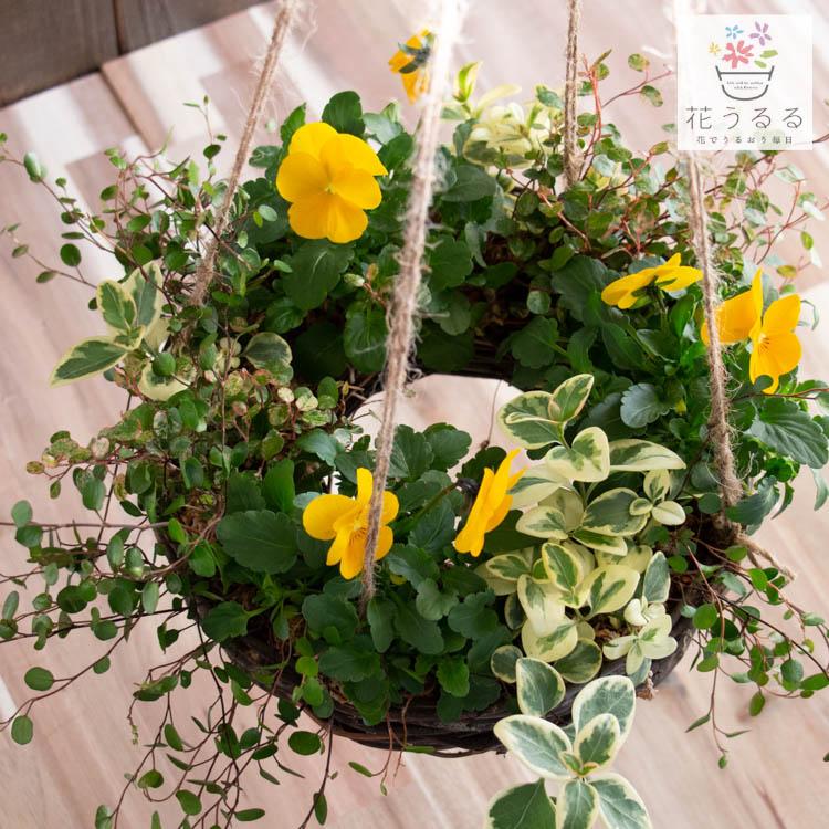 空中花壇／[ビオラのフライングリース寄せ植え]Sサイズ│玄関 フラワー