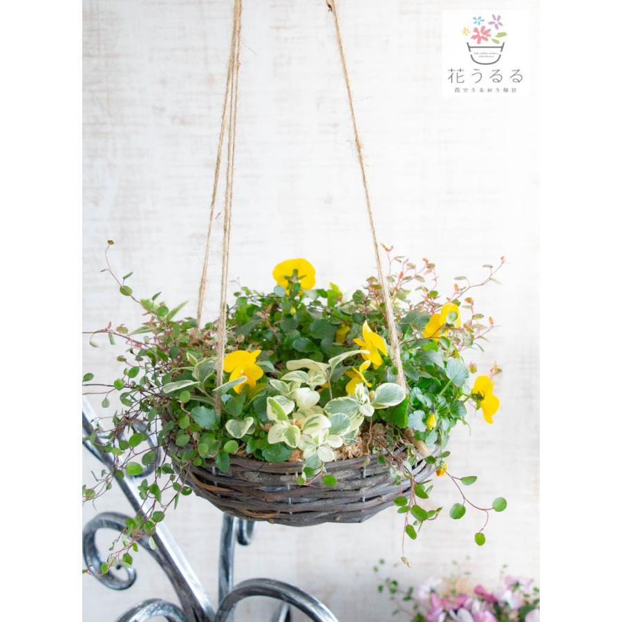 空中花壇／[ビオラのフライングリース寄せ植え]Sサイズ│玄関先