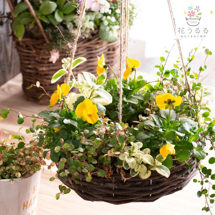 空中花壇／[ビオラのフライングリース寄せ植え]Sサイズ│玄関先