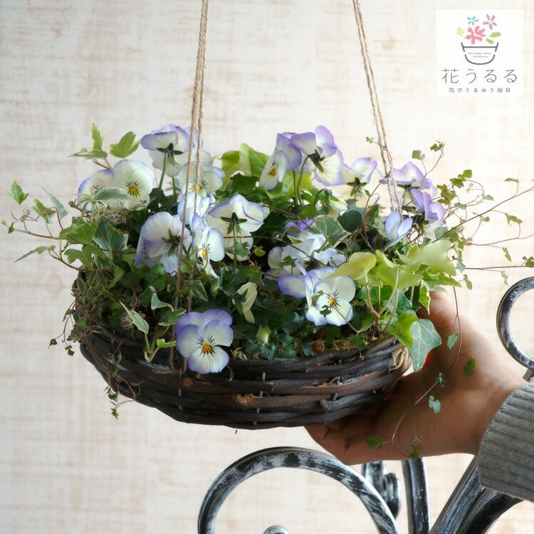 空中花壇／[ビオラのフライングリース寄せ植え]Sサイズ│玄関 フラワー