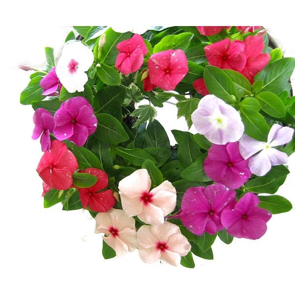リース形のキュートな寄せ植え ニチニチソウのハンギング リング 夏ー秋まで開花 壁掛けやフラワースタンドで飾っても 置いてケーキのように飾ってもok Hb Ris Nichi 花うるる ハンギング 寄せ植え通販 通販 Yahoo ショッピング