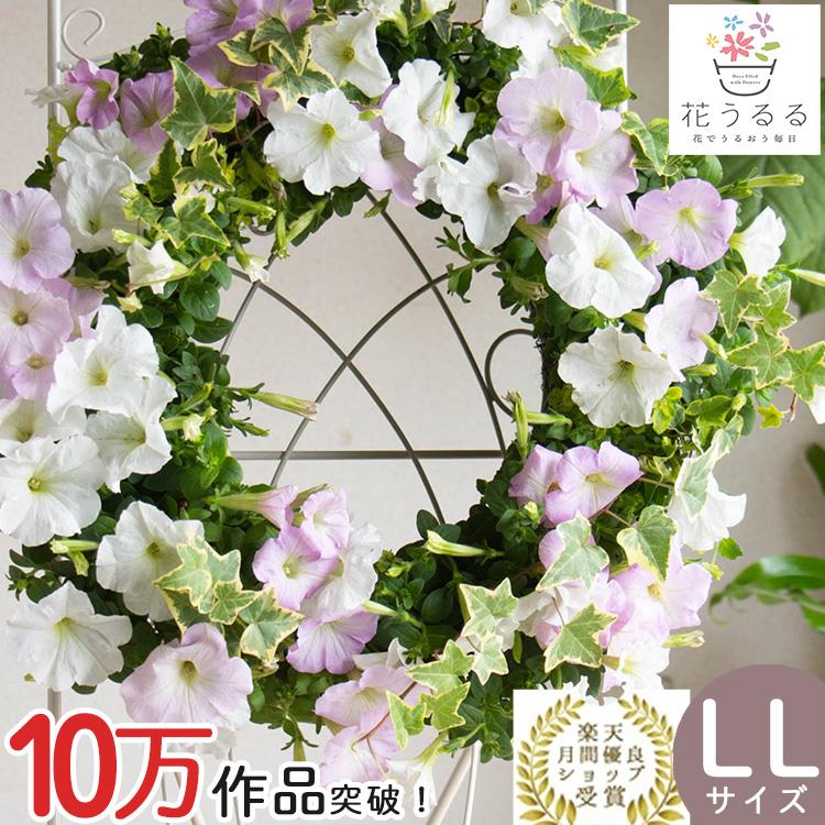 寄せ植えリース お正月 ホワイト系葉ボタンのクリスマス・お正月兼用リース／リース型