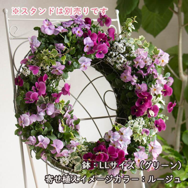 花うるる おまかせ／「季節の寄せ植えinシンプルリースLLサイズ」完成