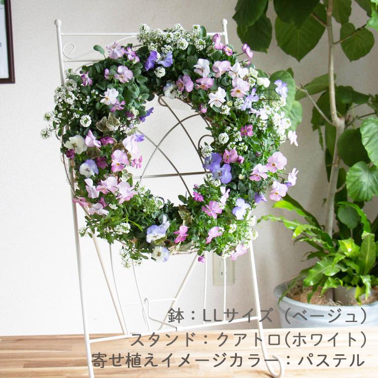 花うるる おまかせ／「季節の寄せ植えinシンプルリースLLサイズ」完成