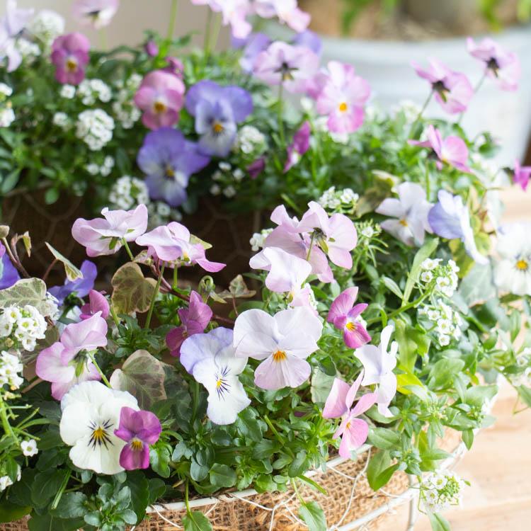 花うるる おまかせ／「季節の寄せ植えinシンプルリースLLサイズ」完成