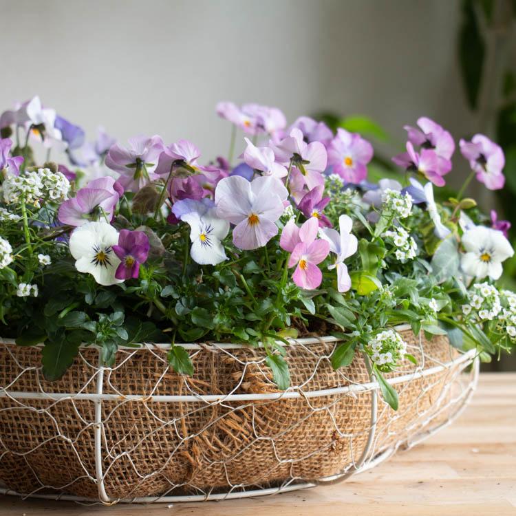＼花うるる おまかせ／「季節の寄せ植えinシンプルリースLLサイズ」完成品 春 夏 誕生日 ギフト プレゼント 女性 50代 60代 母 義母 祖母 花 苗 寄せ植え セットの画像