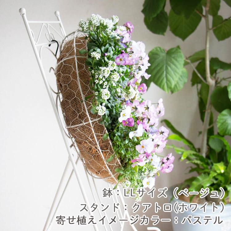 花うるる おまかせ／「季節の寄せ植えinシンプルリースLLサイズ」完成