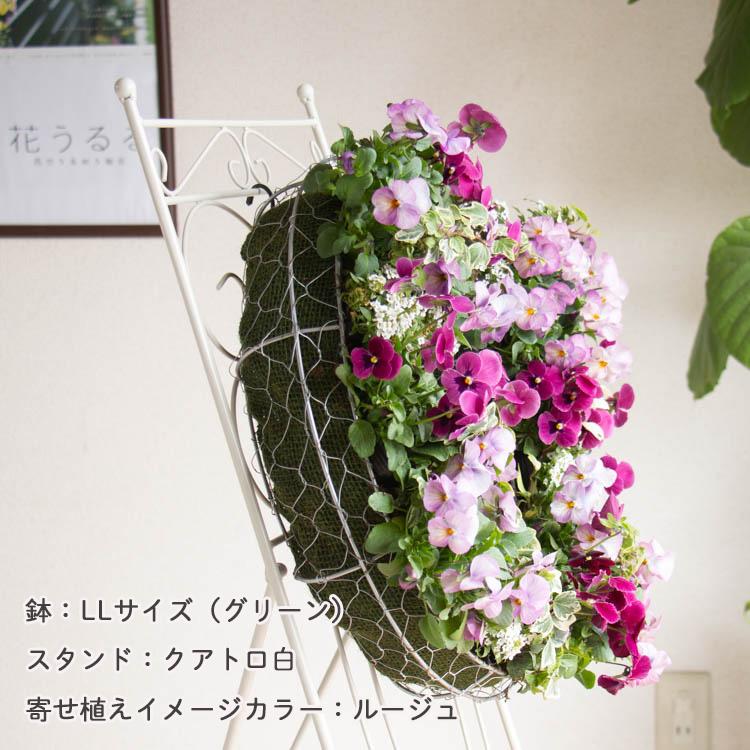 花うるる リース 寄せ植え [シンプル LLサイズ]おまかせ&オーダーメイド(オーダーメイド セット ギフト 花 鉢植え 壁掛け ハンギングバスケット プレゼント｜hanaururu｜08